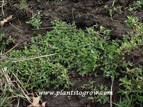 Mouse Eared Chickweed (Cerastium fontanum) Typical mat form of this plant.